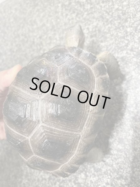 画像2: アルダブラゾウガメ(セーシェル)甲長約15cm (2)