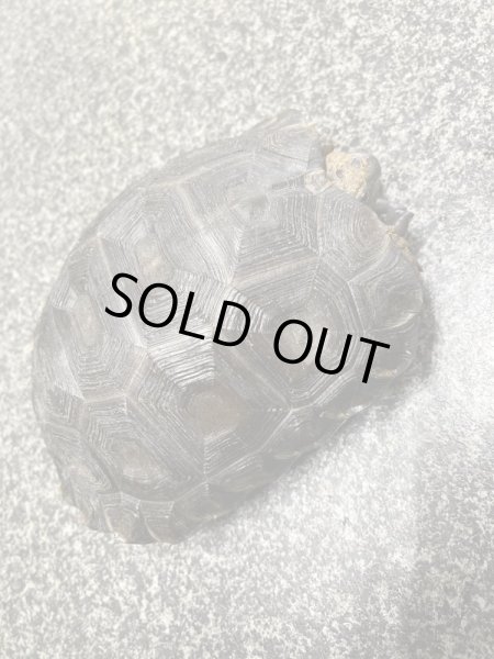 画像2: ビルマムツアシガメ甲長約19cm (2)