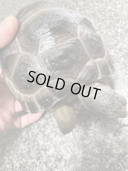 画像3: アルダブラゾウガメ(セーシェル)甲長約15cm (3)