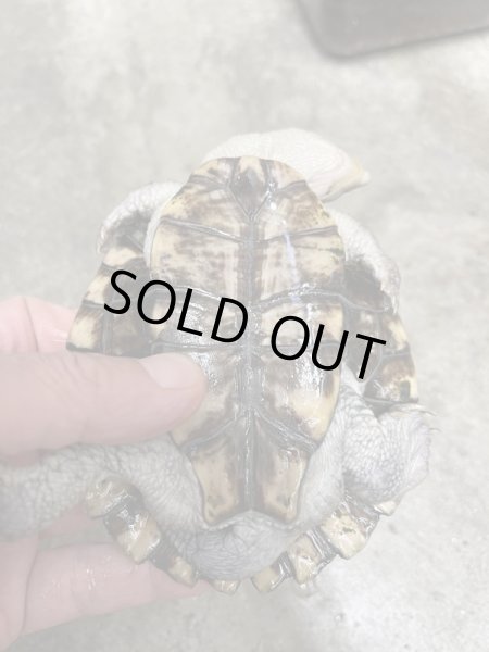 画像3: ノコヘリカブトガメ♂(甲長約12cm) (3)