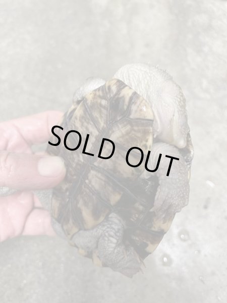 画像4: ノコヘリカブトガメ♂(甲長約12cm) (4)