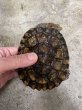 画像1: ノコヘリカブトガメ♂(甲長約12cm) (1)