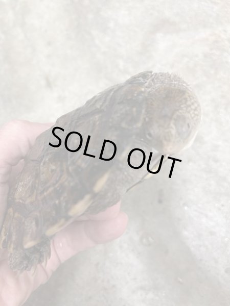 画像2: ノコヘリカブトガメ♂(甲長約12cm) (2)