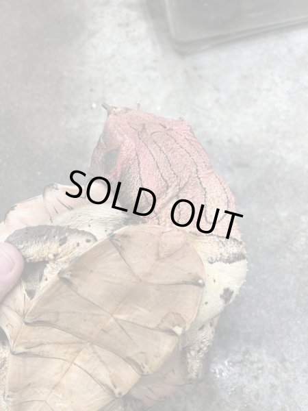 画像3: マタマタ甲長約22cmオリノコ (3)