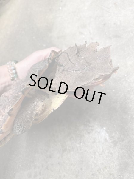 画像2: マタマタ甲長約22cmオリノコ (2)