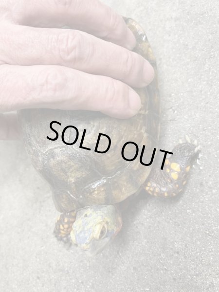 画像2: メキシコハコガメ　アダルト♂ (2)