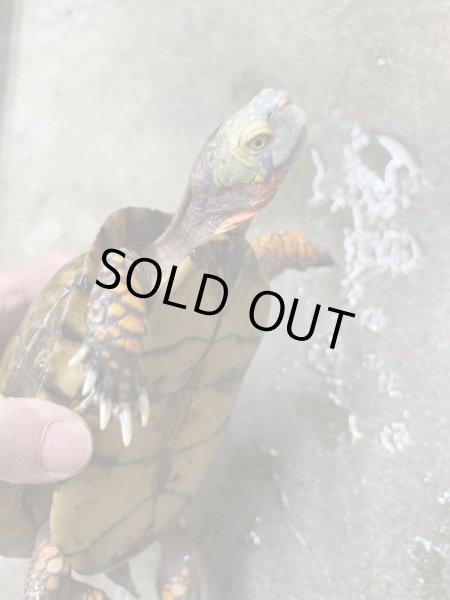 画像3: メキシコハコガメ　アダルト♂ (3)