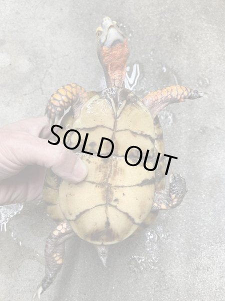 画像4: メキシコハコガメ　アダルト♂ (4)