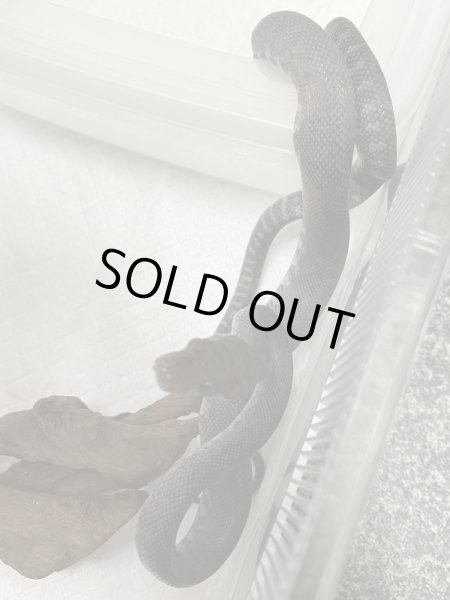 画像3: モルカンパイソン アザンティック ベビー (3)