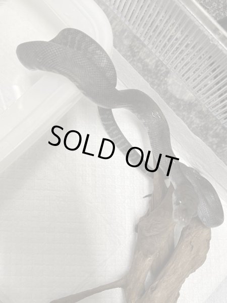 画像2: モルカンパイソン アザンティック ベビー (2)