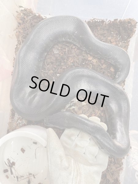 画像2: スマトラブラッドパイソン　フルブラック♂　90cm前後 (2)