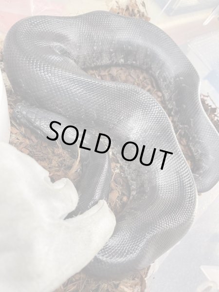 画像3: スマトラブラッドパイソン　フルブラック♂　90cm前後 (3)