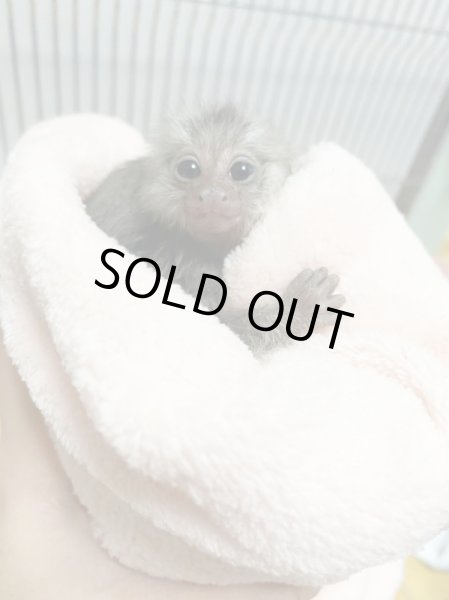 画像2: コモンマーモセット　1/5産まれ♀ (2)