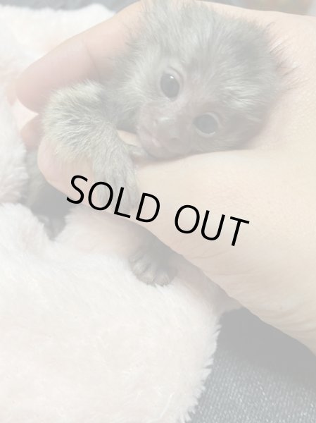 画像3: コモンマーモセット　1/5産まれ♀ (3)