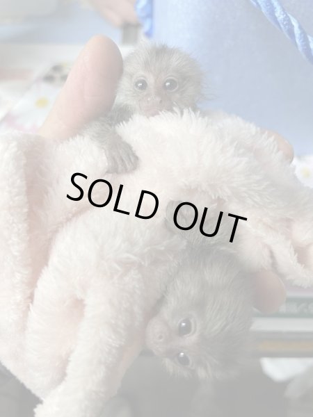 画像4: コモンマーモセット　1/5産まれ♀ (4)