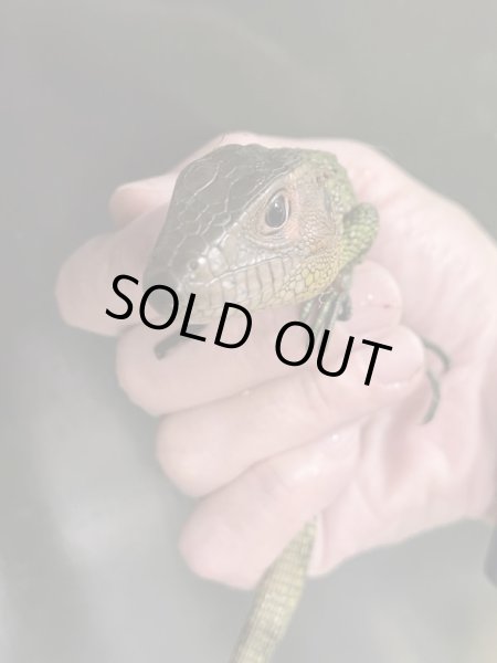 画像3: ガイアナカイマントカゲ (3)