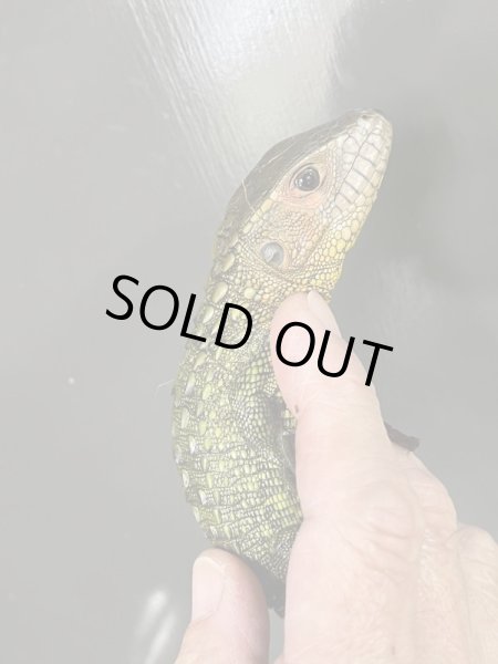 画像4: ガイアナカイマントカゲ (4)