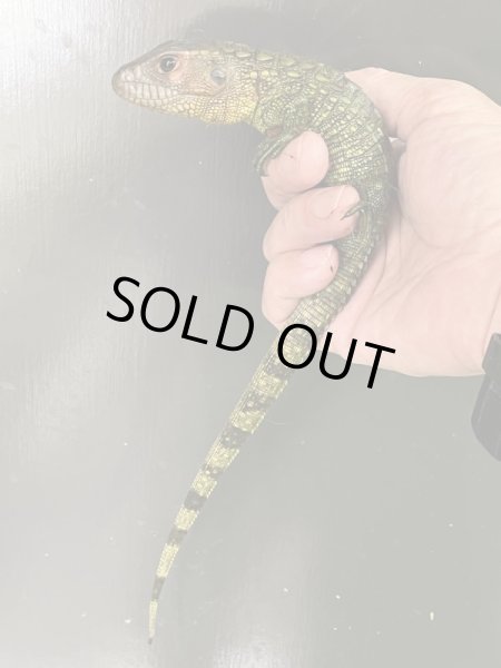 画像2: ガイアナカイマントカゲ (2)