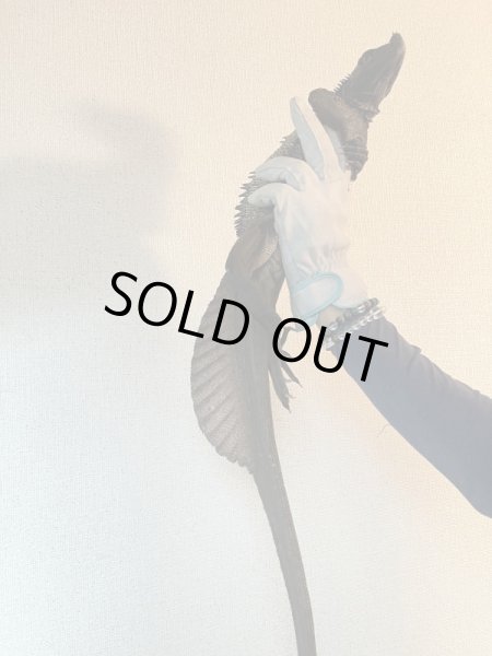 画像3: セレベンシスホカケトカゲ (3)