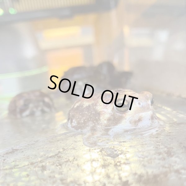 画像2: アメフクラガエル (2)