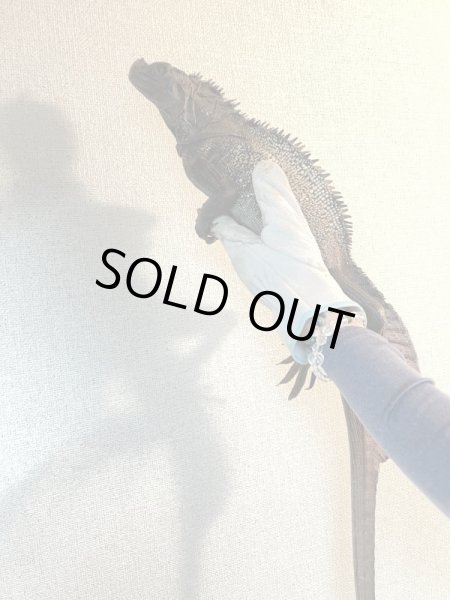 画像2: セレベンシスホカケトカゲ (2)