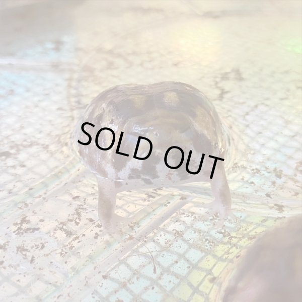 画像3: アメフクラガエル (3)