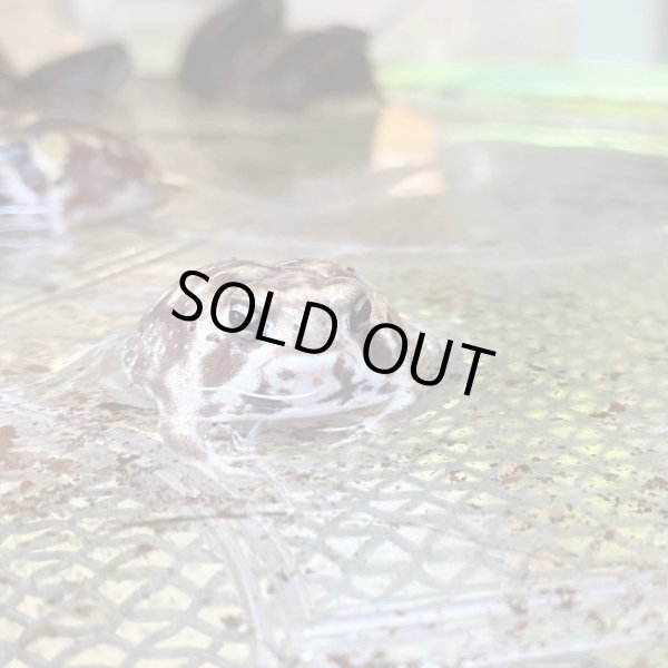 画像4: アメフクラガエル (4)