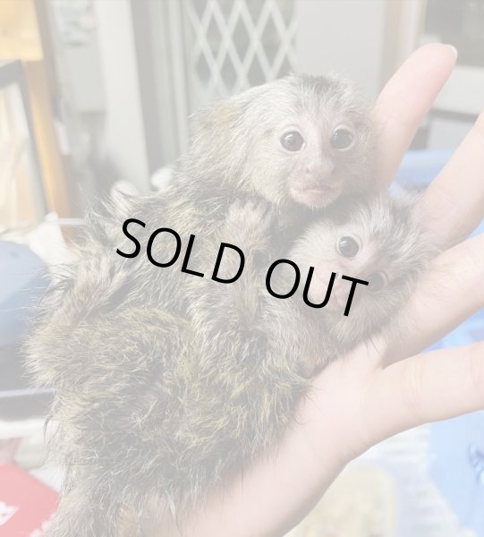 画像2: コモンマーモセット2/23産まれ♂ (2)