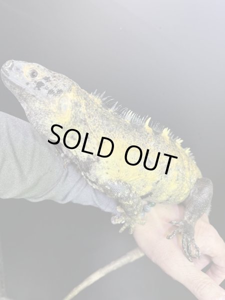 画像5: バナナスパイニーテールイグアナ(イエローファントム)♂ (5)