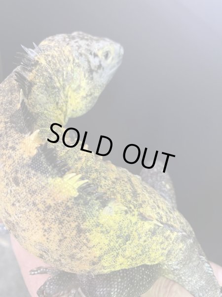 画像2: バナナスパイニーテールイグアナ(イエローファントム)♂ (2)