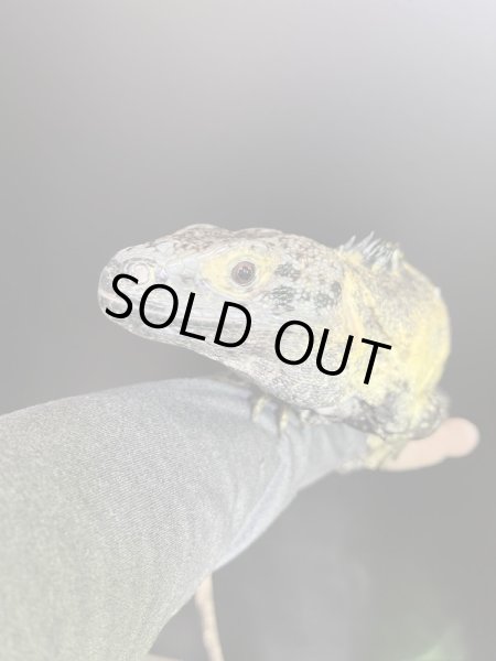 画像4: バナナスパイニーテールイグアナ(イエローファントム)♂ (4)