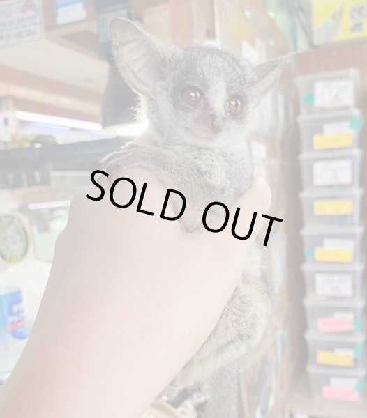 画像2: ショウガラゴ3/8産まれ♂ (2)