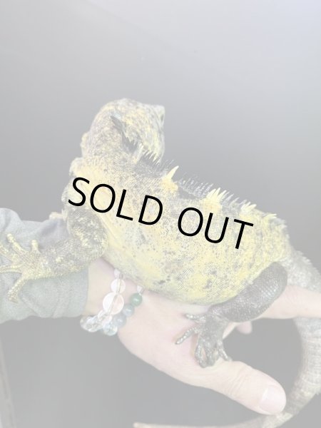 画像3: バナナスパイニーテールイグアナ(イエローファントム)♂ (3)