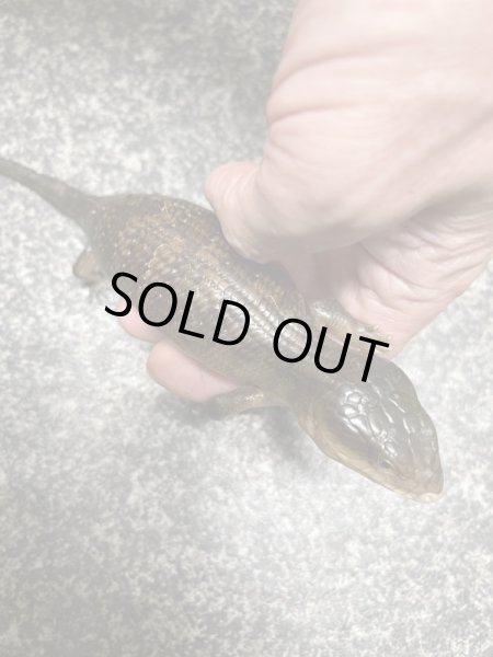 画像2: キメラアオジタトカゲ (2)