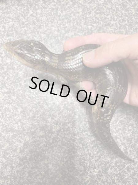 画像3: キメラアオジタトカゲ (3)