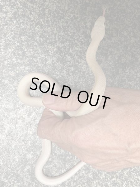 画像2: ブラックラットスネーク　リューシ (2)