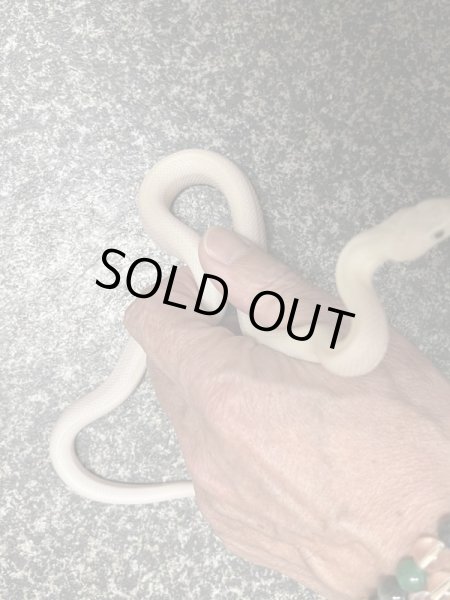 画像3: ブラックラットスネーク　リューシ (3)