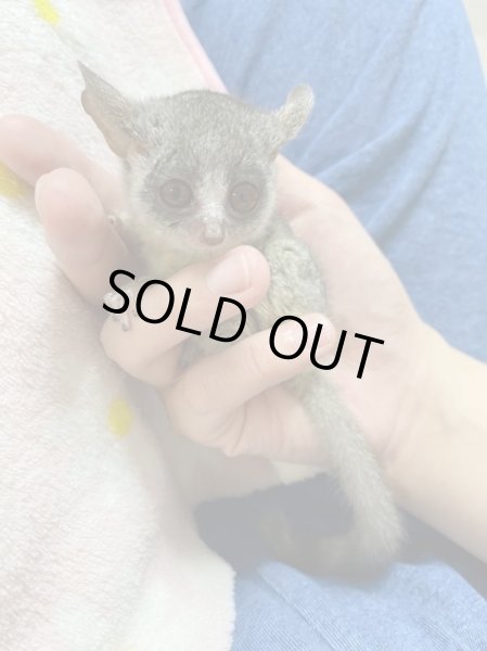 画像2: ショウガラゴ3/23産まれ♂ (2)