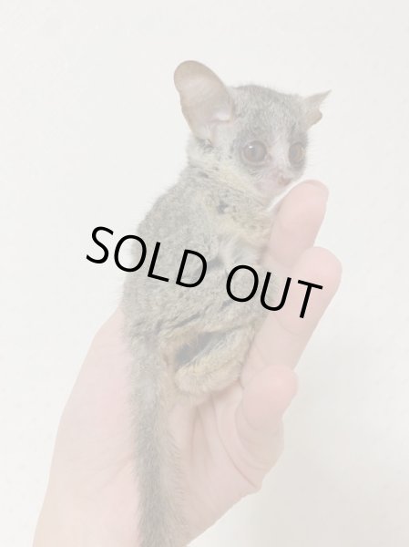 画像3: ショウガラゴ3/23産まれ♂ (3)