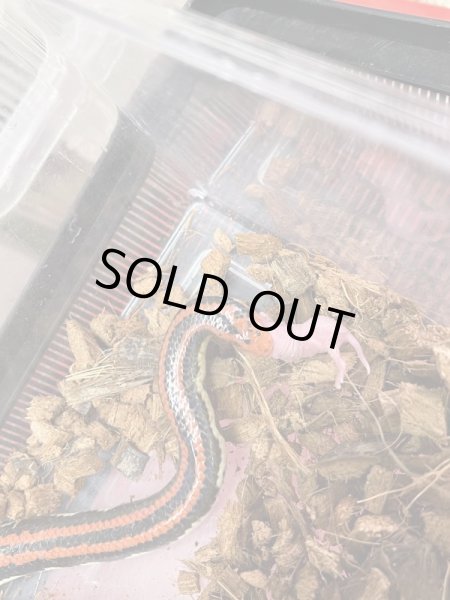 画像4: アカスジパイプヘビ (4)