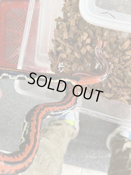 画像2: アカスジパイプヘビ (2)