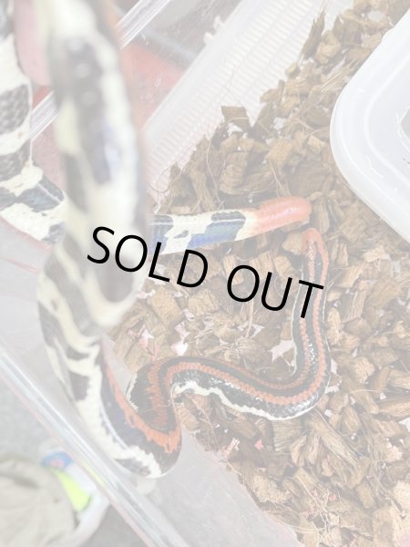 画像3: アカスジパイプヘビ (3)