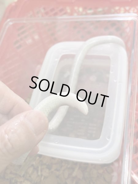 画像3: アカオパイプヘビ リューシ (3)