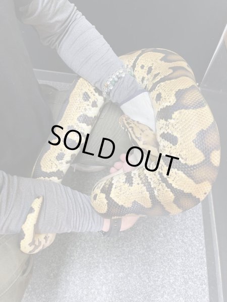 画像4: スーパーボール パステル hetマーブル (4)