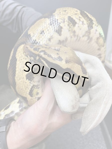 画像3: スーパーボール パステル hetマーブル (3)