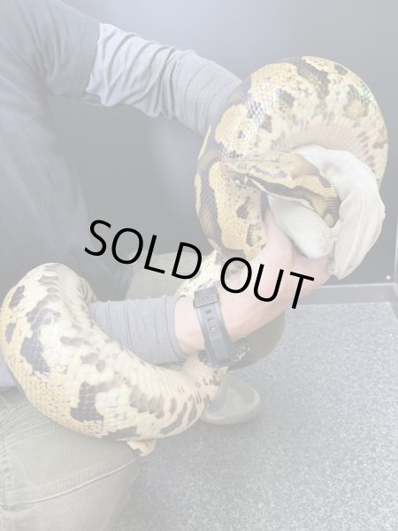 画像2: スーパーボール パステル hetマーブル (2)