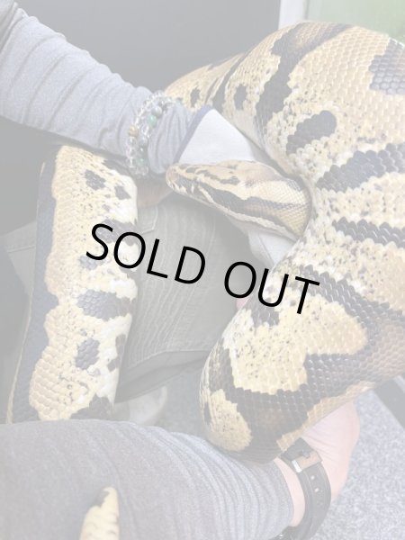 画像5: スーパーボール パステル hetマーブル (5)