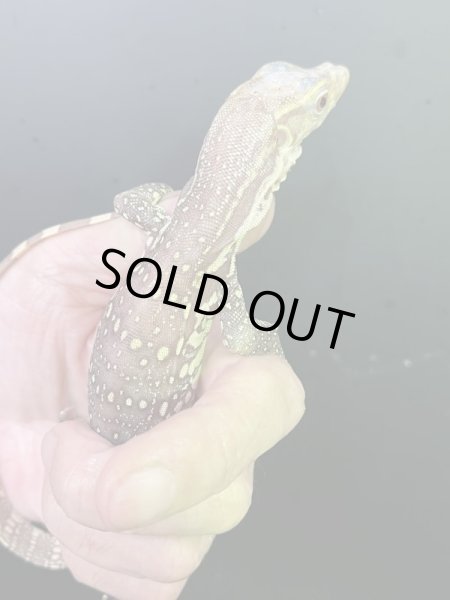 画像2: サルバトールモニターT+アルビノ (2)