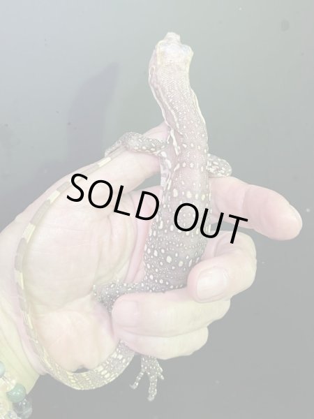 画像4: サルバトールモニターT+アルビノ (4)