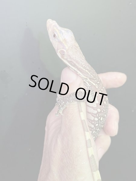 画像3: サルバトールモニターT+アルビノ (3)